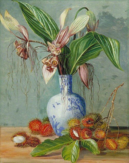 Flowers of Tacca and Bristly Fruit of the Rambutan, , Marianne North