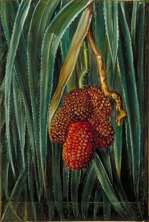 Foliage and Fruit of a Small Screw Pine, Java, 1876, Marianne North