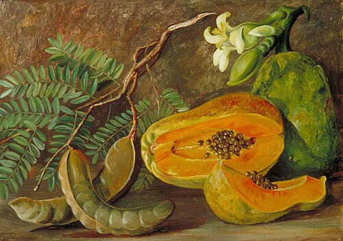 Foliage and Fruit of the Tamarind, and Flowers and Fruit of the Papaw in Java, 1876, Marianne North
