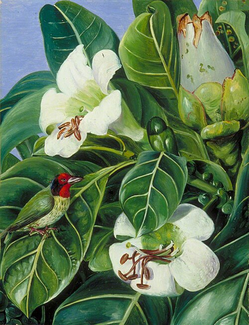 Foliage and Flowers of a Forest Tree of Java, 1876, Marianne North