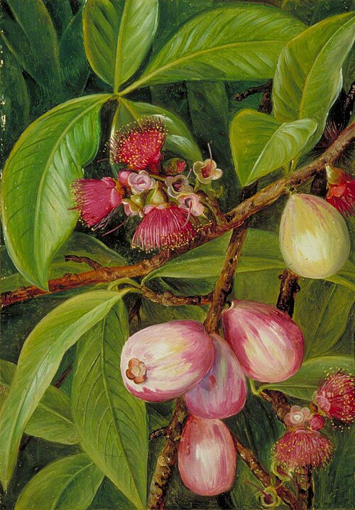 Foliage, Fruit and Flowers of a Rose-Apple, Java, 1876, Marianne North