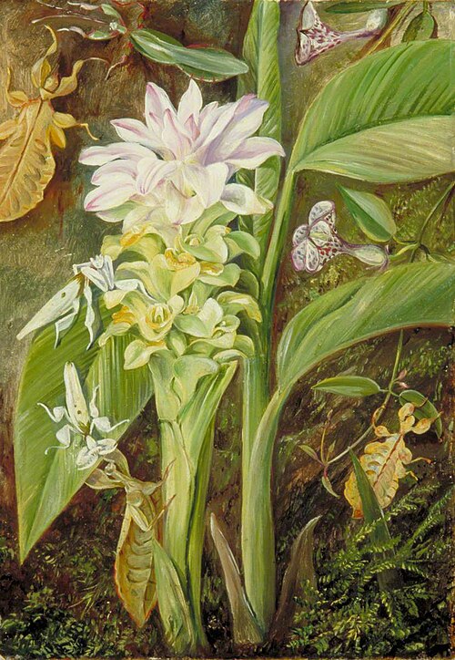 Zedoary, a Climbing Plant and Mantises, Java, 1876, Marianne North