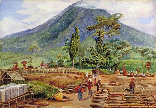 Tea-Drying in Mr Hölle's Establishment, Java, 1876, Marianne North