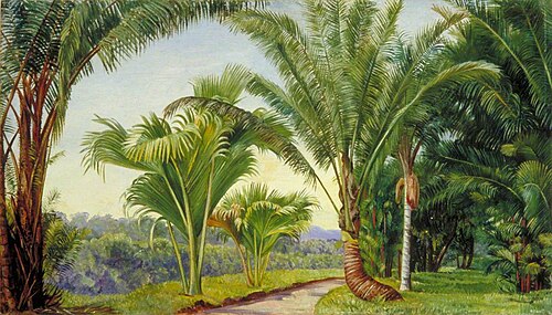 Palms in the Botanic Garden, Buitenzorg, Java, 1876, Marianne North