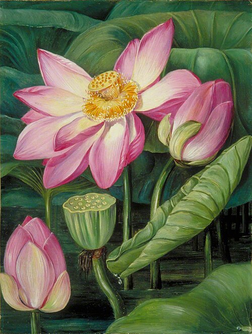 Foliage, Flowers and Fruit of the Sacred Lotus in Java, 1876, Marianne North