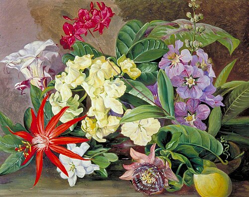 Cultivated Flowers, Painted in Jamaica, 1872, Marianne North