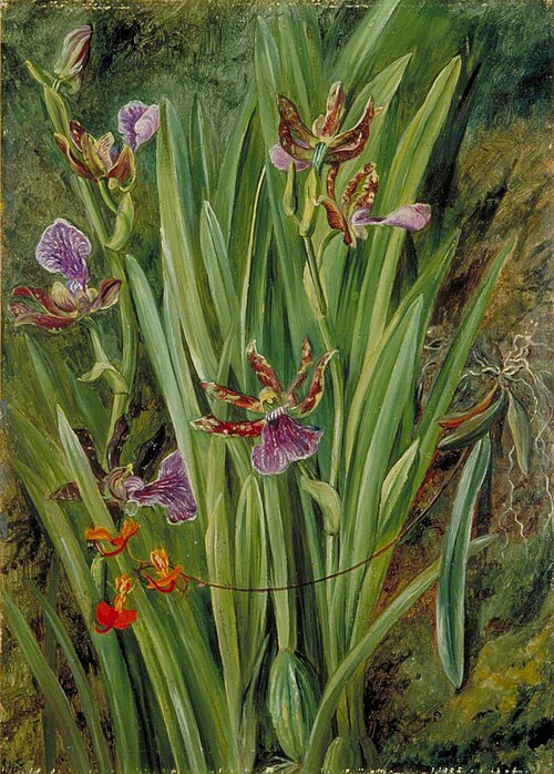 Brazilian Orchids, 1873, Marianne North
