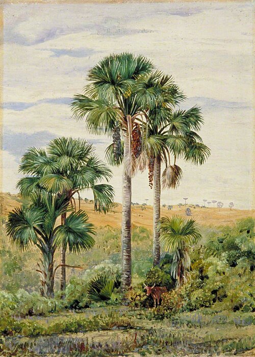 Buriti Palms with Old Araucaria Trees on the Distant Ridge, Brazil, 1873, Marianne North