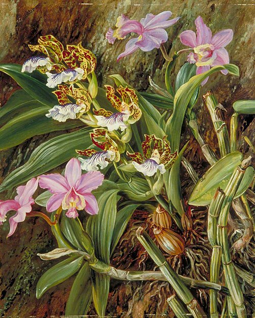 Brazilian Orchids, 1873, Marianne North