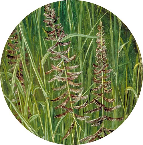A Sacred Grass, 1878, Marianne North