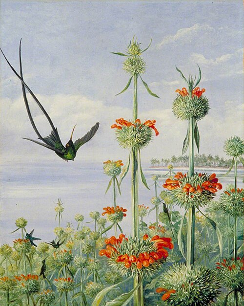 Leonotis nepetaefolia and Doctor Humming Birds, Jamaica, 1872, Marianne North