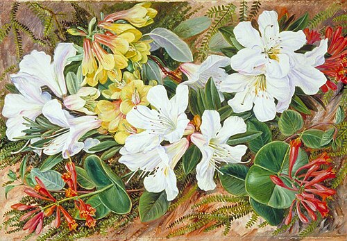 Indian Rhododendrons and North American Honeysuckle, 1878, Marianne North
