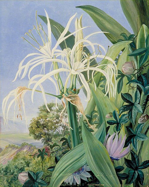 Pancratium caribaeum and a Passion Flower, Jamaica, 1872, Marianne North