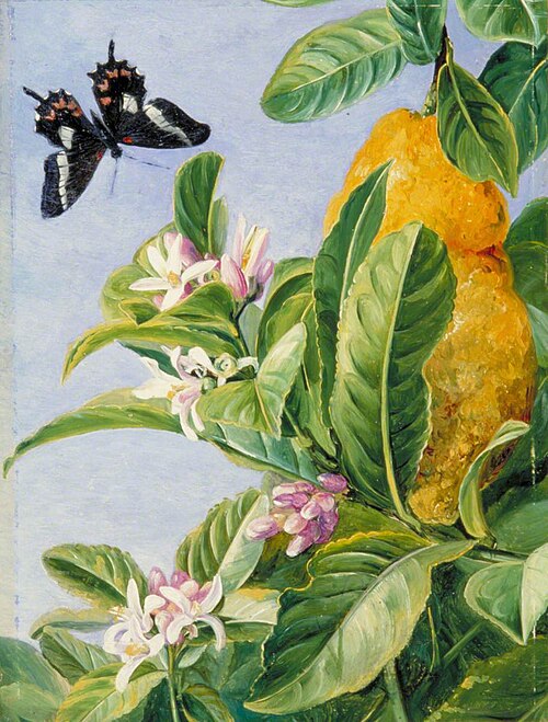 Foliage, Flowers and Fruit of the Citron, and a Butterfly, Painted in Brazil, 1873, Marianne North