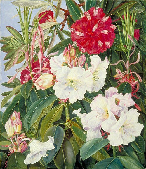 Foliage and Flowers of Two Indian Rhododendrons, 1878, Marianne North