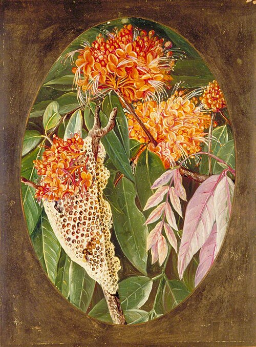 The Asoka, 1878, Marianne North