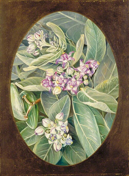 The Akunda or Muda, 1878, Marianne North
