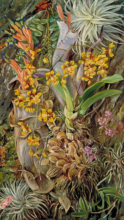 Group of Epiphytal Orchids and Bromeliads, Brazil, 1873, Marianne North
