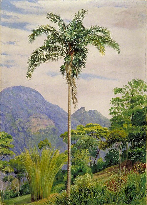 Tijuca, Brazil, with a Palm in the Foreground, 1873, Marianne North