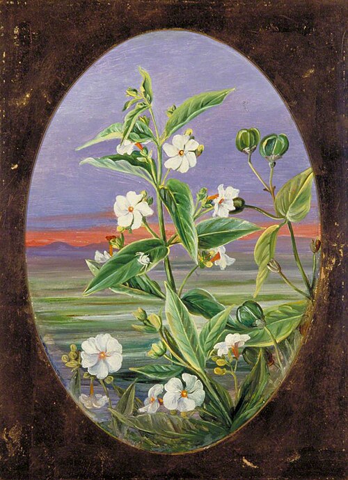 The Night Jessamine, 1878, Marianne North