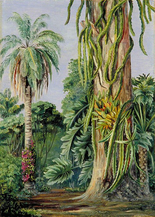 Scene in Dr Lund's Garden at Lagoa Santa, Brazil, 1873, Marianne North