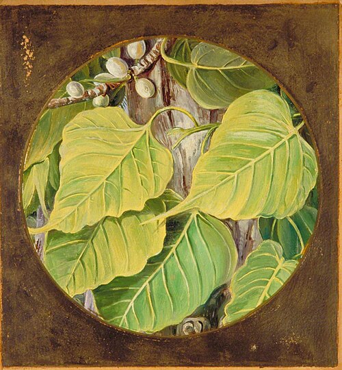 Peepul or Bo, 1878, Marianne North