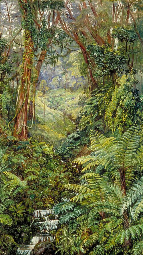 Valley of Ferns near Rungaroon, India, 1878, Marianne North