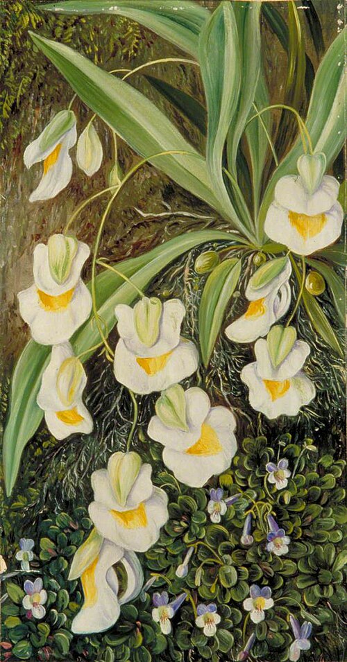 Two Tropical American Flowers, 1873, Marianne North