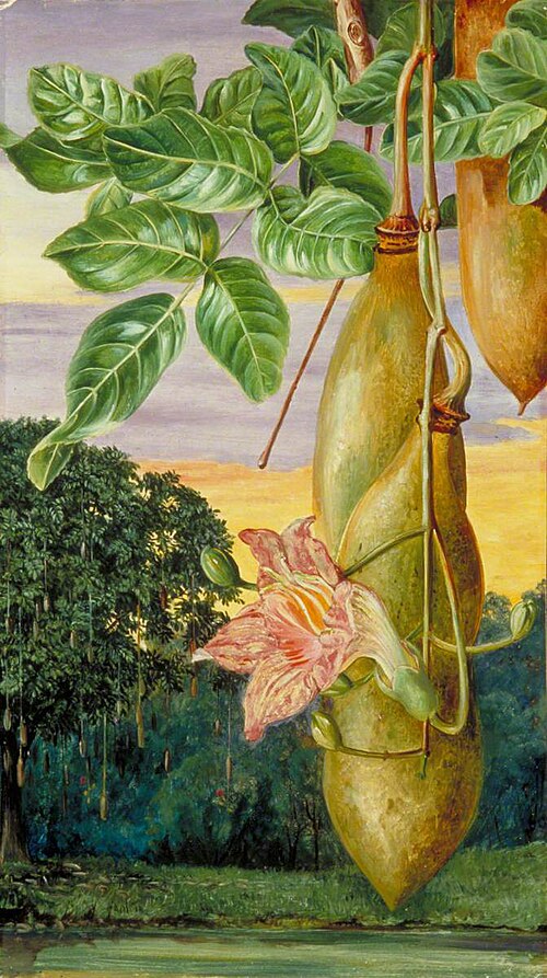 Foliage, Flowers and Fruit of an African Tree, Painted in India, 1878, Marianne North