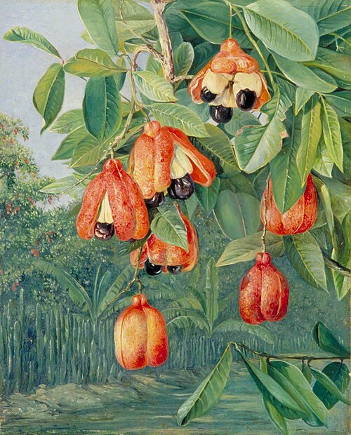 Foliage and Fruit of the Akee, Jamaica, 1872, Marianne North