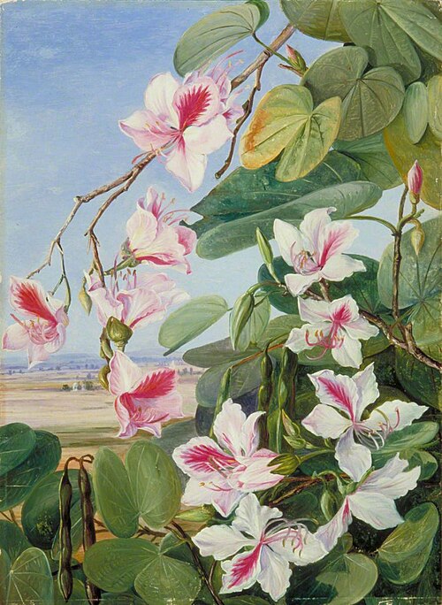 Foliage, Flowers and Fruit of a Common Indian Forest Tree, 1878, Marianne North