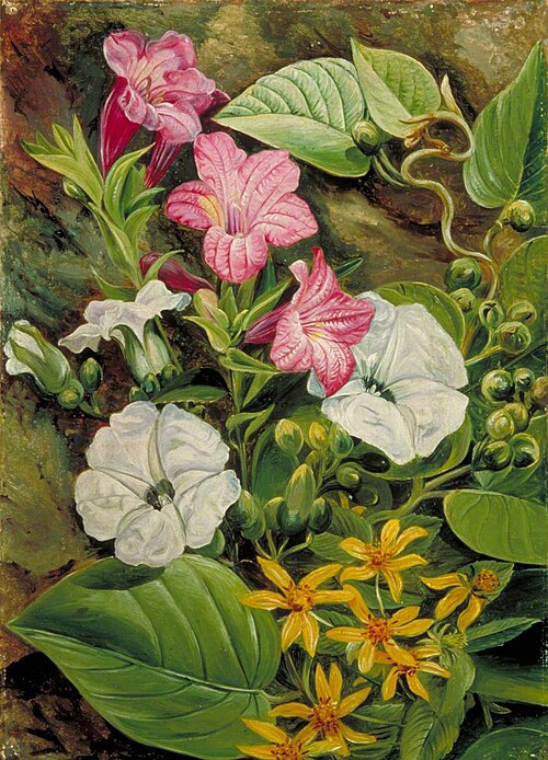 Some Brazilian Flowers, 1873, Marianne North