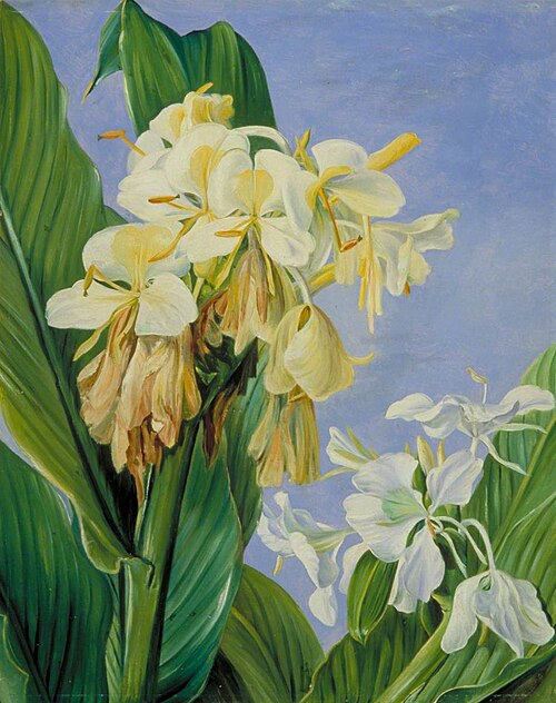 Flowers of Hedychium, Botanic Gardens, Brazil, 1873, Marianne North