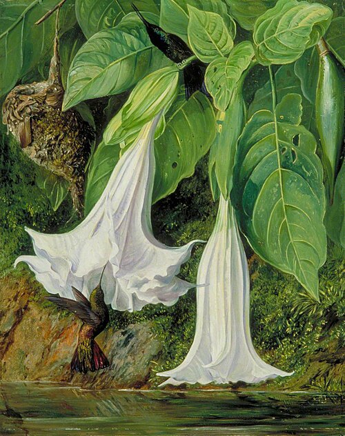 Flowers of Datura and Humming Birds, Brazil, 1873, Marianne North