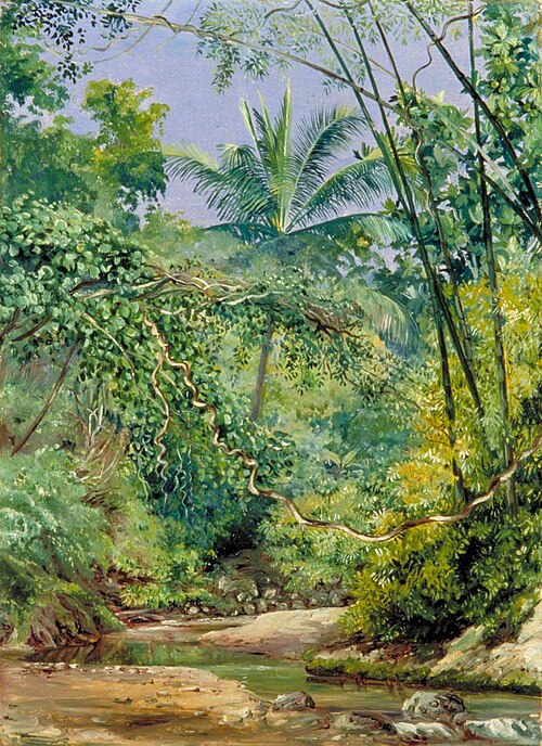 Bamboos, Cocoa Nut Trees and Other Vegetation in the Bath Valley, Jamaica, 1872, Marianne North