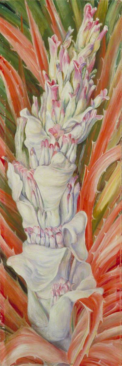 Inflorescence of the West Indian Pinguin, 1872, Marianne North