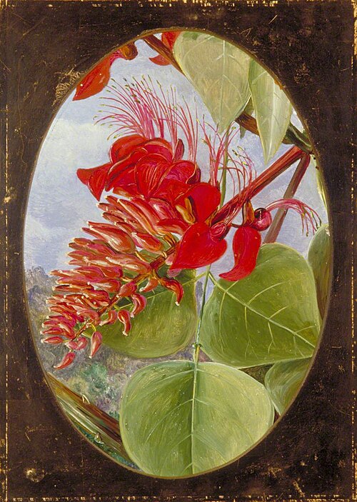 Indian Coral Tree, 1878, Marianne North