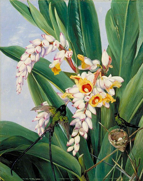 Foliage and Flowers of Alpinia nutans, and a Pair of Doctor Humming Birds, Jamaica, 1872, Marianne North