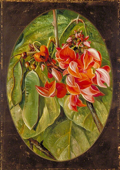 The Dhak or Bastard Teak, 1878, Marianne North