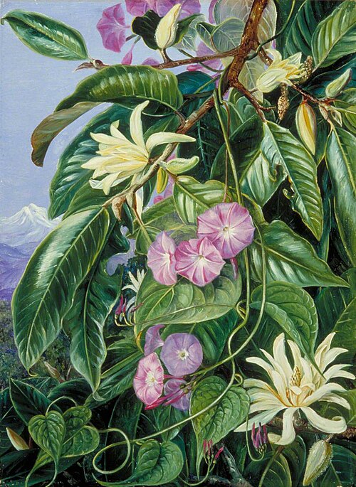 Michelia and Climber of Darjeeling, India, 1878, Marianne North
