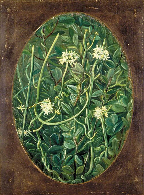 The Soma-Lata, 1878, Marianne North