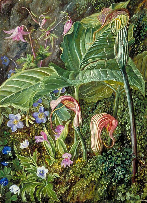 Himalayan Flowers Embedded in Maidenhair Fern, 1878, Marianne North