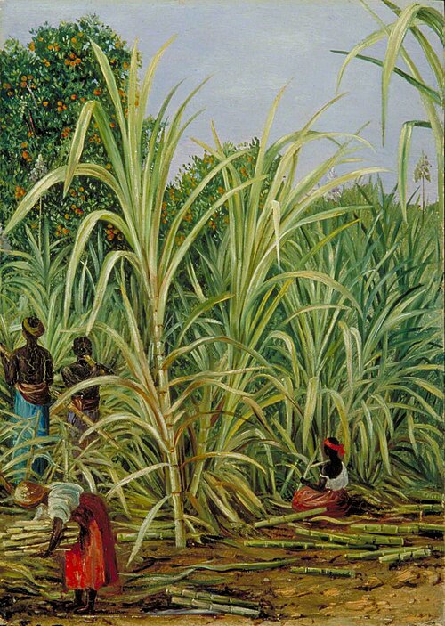 Harvesting the Sugar-Cane in Minas Geraes, Brazil, 1873, Marianne North