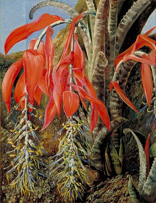 A Brazilian Epiphyte or Air Plant, 1873, Marianne North