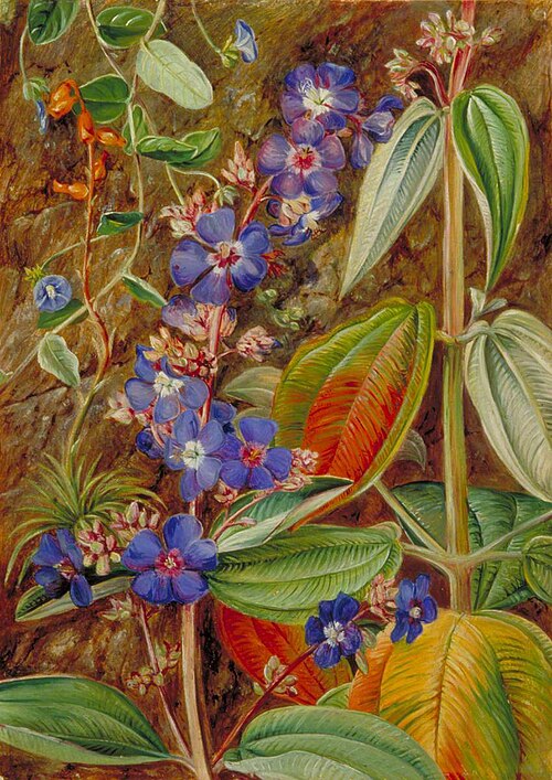 Wild Flowers of Casa Branca, Brazil, 1873, Marianne North