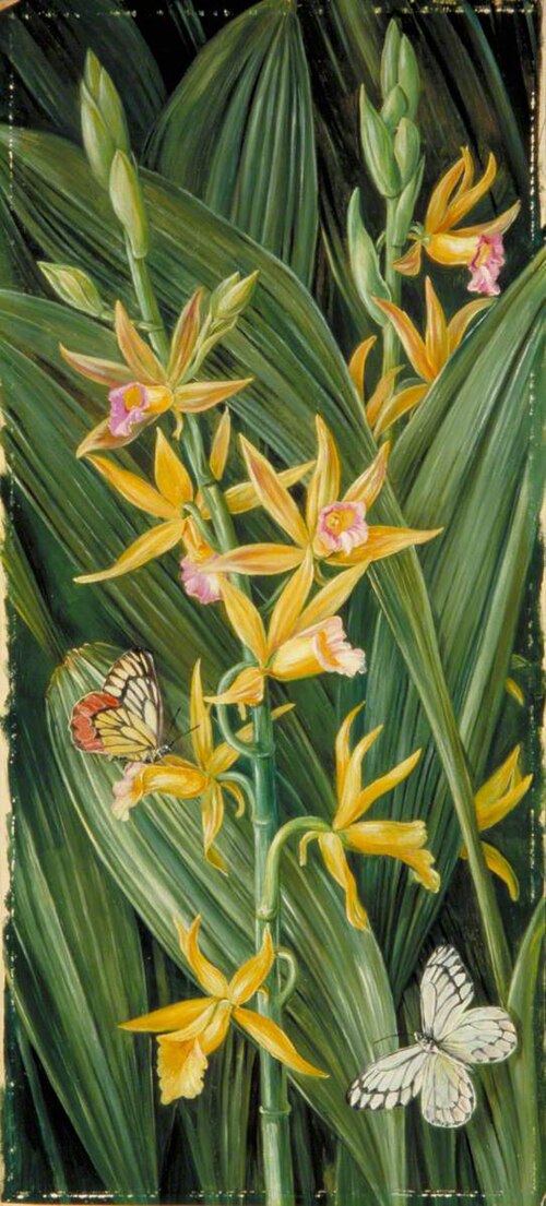 An Orchid and Butterflies, 1878, Marianne North