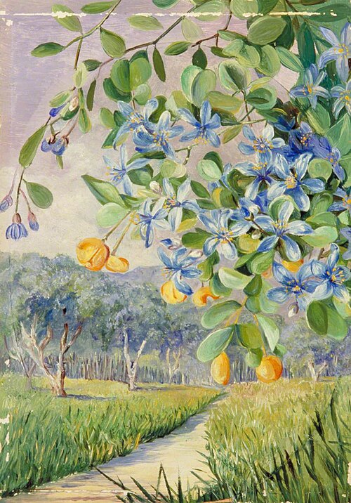 Foliage, Flowers and Fruit of Lignum vitae, Jamaica, 1872, Marianne North