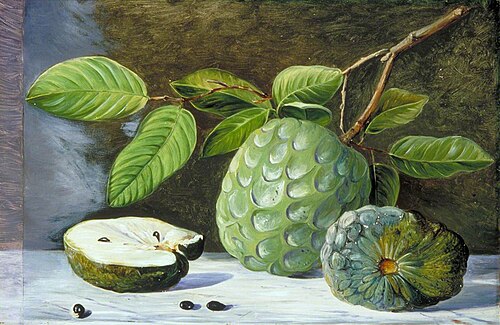 Foliage and Fruit of the Cherimoyer, 1878, Marianne North