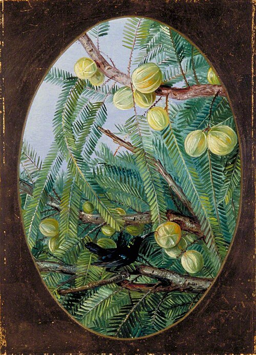 Foliage and Fruit of Emblica officinalis, 1878, Marianne North