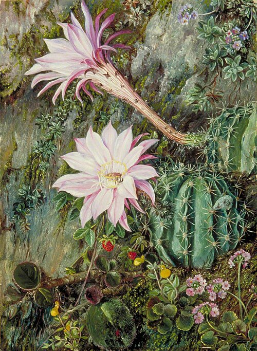 Wild Flowers of Mussooree, India, 1878, Marianne North
